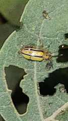 Lema daturaphila