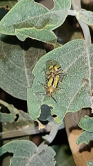 Lema daturaphila