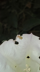 Lema daturaphila