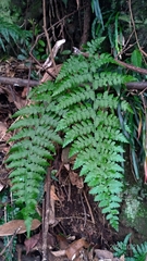 Microlepia obtusiloba