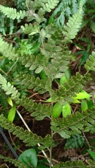 Microlepia obtusiloba