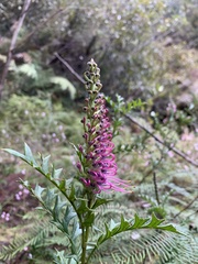 Grevillea acanthifolia