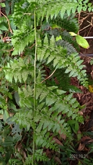 Microlepia obtusiloba