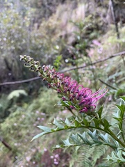 Grevillea acanthifolia