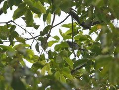 Conirostrum leucogenys