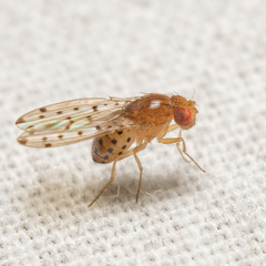 Drosophila guttifera