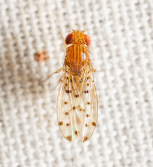 Drosophila guttifera