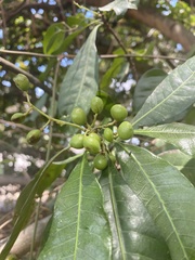 Buchanania arborescens