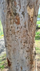 Eucalyptus