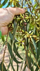 Eucalyptus