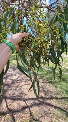 Eucalyptus