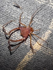 Discocyrtanus pertenuis