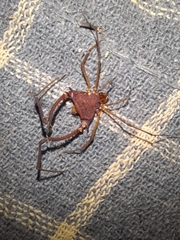 Discocyrtanus pertenuis