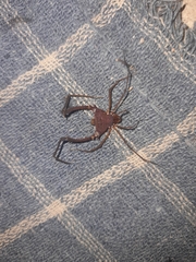 Discocyrtanus pertenuis