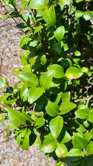 Gossia gonoclada