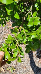Gossia gonoclada
