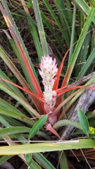 Bromelia balansae