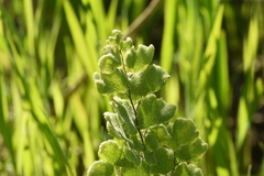 Adiantum chilense scabrum