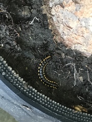Asiomorpha coarctata