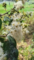 Corymbia torelliana