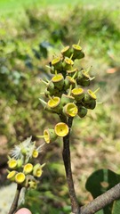 Corymbia torelliana