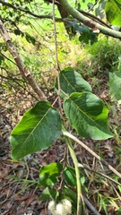 Corymbia torelliana