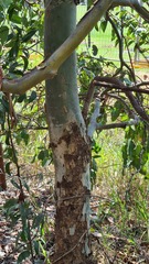 Corymbia torelliana