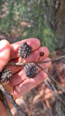 Allocasuarina littoralis