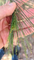 Allocasuarina littoralis