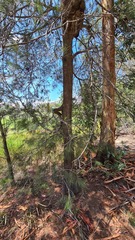 Allocasuarina littoralis