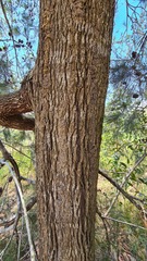 Allocasuarina littoralis