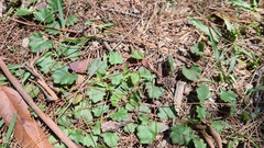 Goodenia rotundifolia