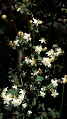 Asterolasia asteriscophora albiflora