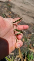 Urochloa eminii