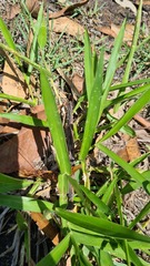 Urochloa eminii