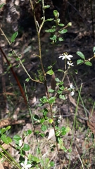 Asterolasia asteriscophora albiflora