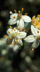 Asterolasia asteriscophora albiflora
