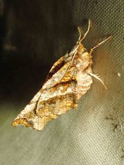Selenia alciphearia