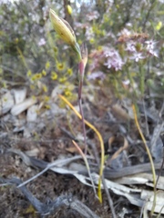 Thelymitra antennifera
