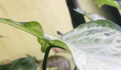 Condylostylus