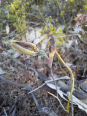 Thelymitra antennifera