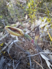 Thelymitra antennifera