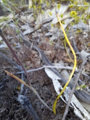 Thelymitra antennifera