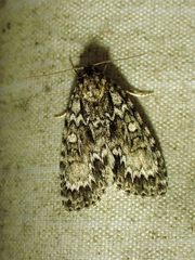 Acronicta fragilis