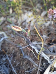 Thelymitra antennifera