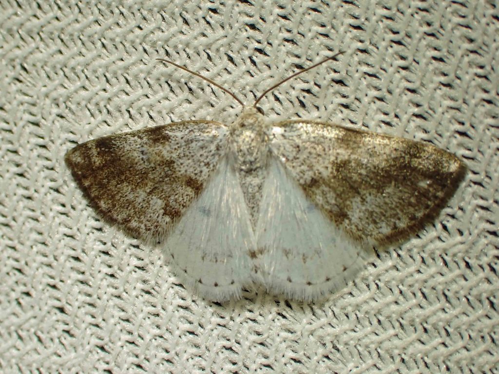 Bluish Spring Moth