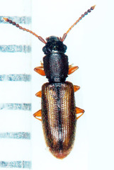 Euplatamus