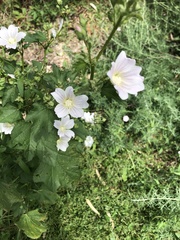 Malva preissiana