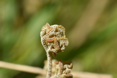 Adiantum chilense scabrum