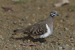 Geophaps scripta scripta